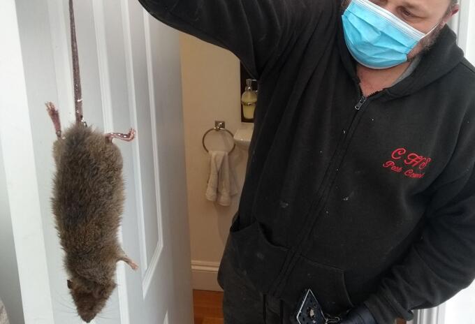 Ratas en Londres