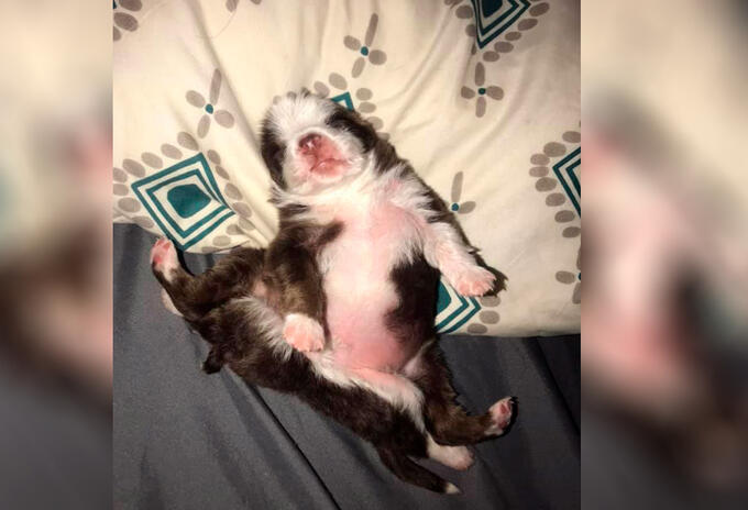 Skipper, perrita que nació con seis patas