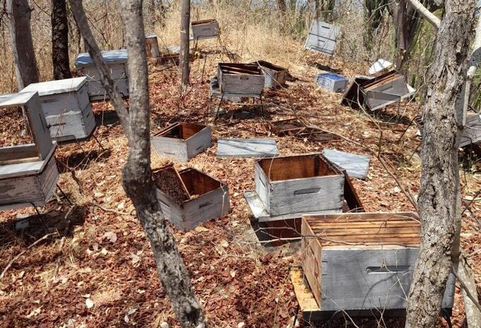 Es la sexta vez que roban la miel pero primera vez que asesinan a las abejas