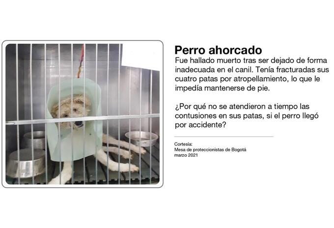 Animales