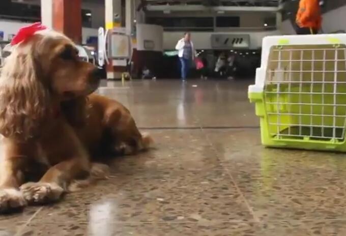 Transporte de mascotas.