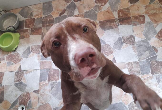El animal atacó a dos mujeres en Piedecuesta
