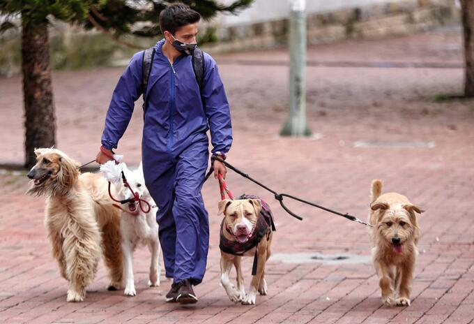 Paseador de perros Paseador de perros