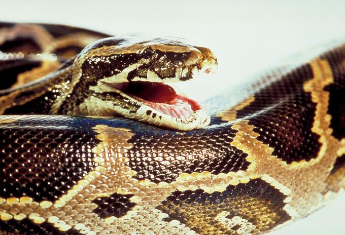 Serpiente
