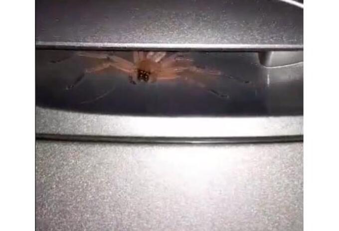 Araña ‘peluda’ que halló un hombre en manija de su carro