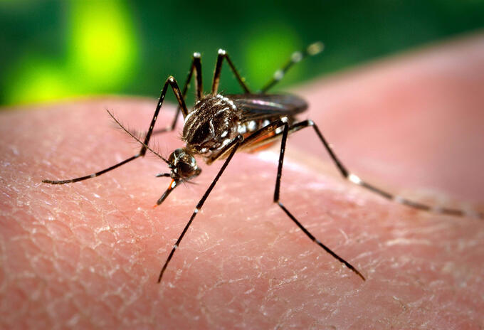 Dengue - Archivo Secretaría de salud del Quindío