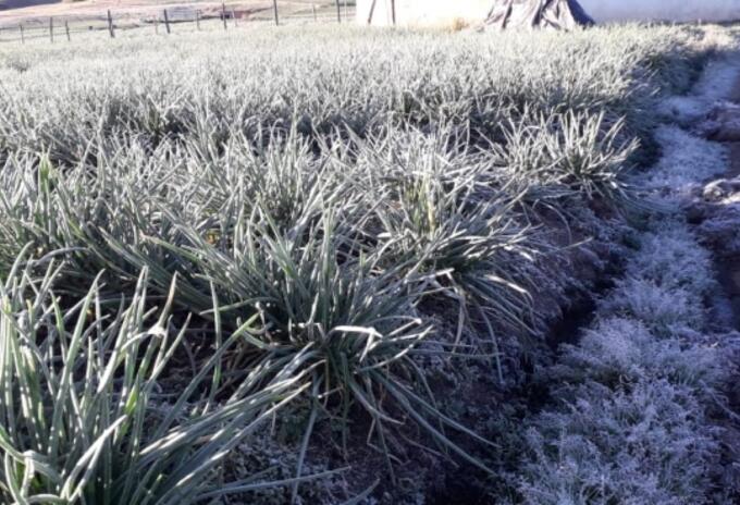 Cultivos, heladas, alerta, Boyacá, afectados