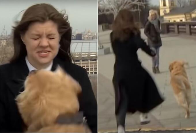 Perro roba micrófono