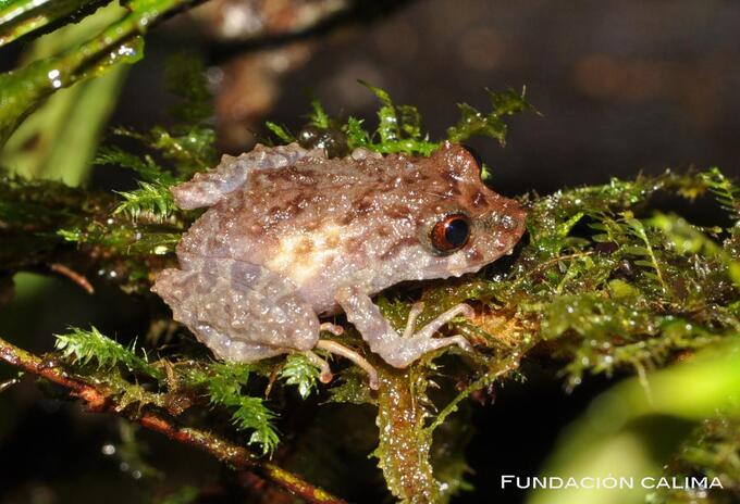 Rana, Pristimantis alius. Foto cortesía: Fundación Calima.