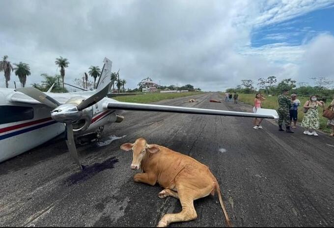 Vacas causan accidente de avioneta en aeródromo de Santa Rosa del Sur, en Bolívar