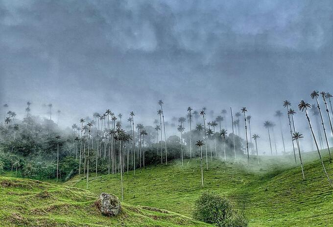 Valle de Cocora - Archivo ciudadano, Camilo Rodriguez