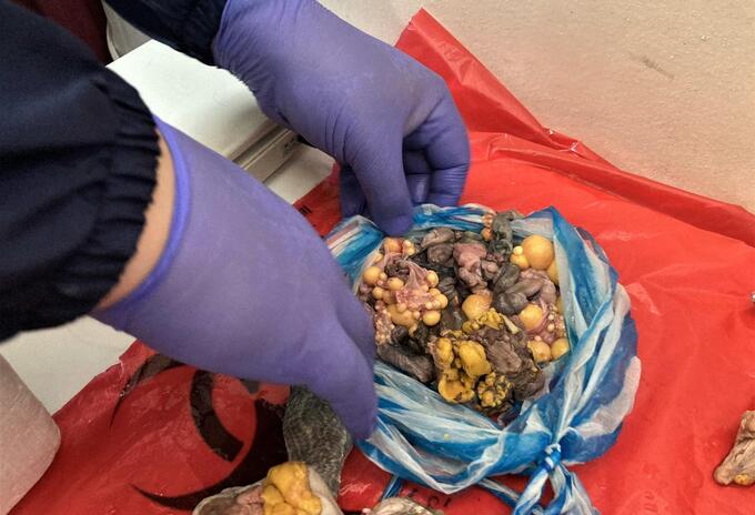 Tráfico de carne y huevos de tortuga