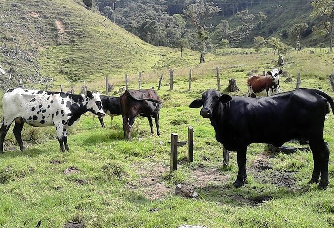 Vacas que dan leche