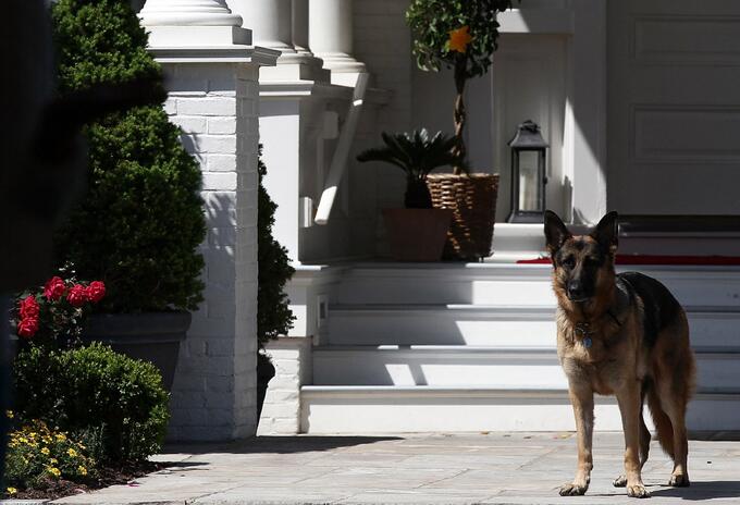 Champ, perro de Joe Biden