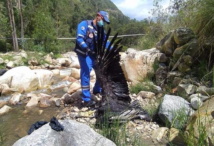 Condor muerto