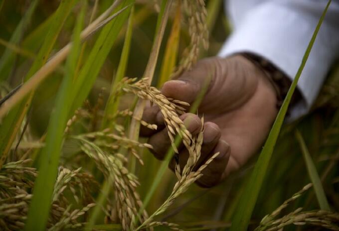 Cultivos de arroz en Colombia