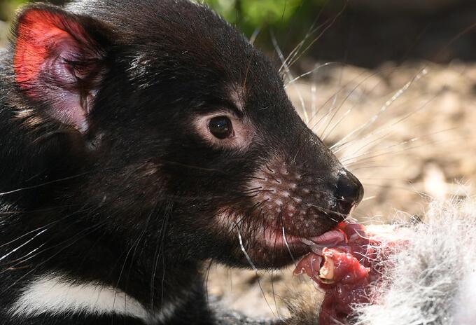 Demonio de Tasmania