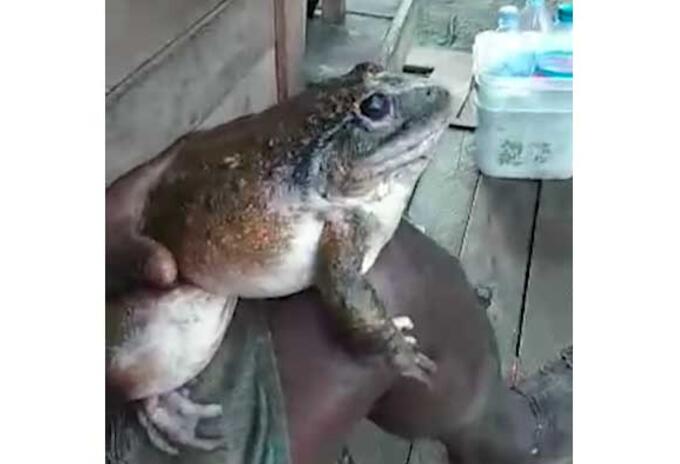 Rana del tamaño de un bebé humano