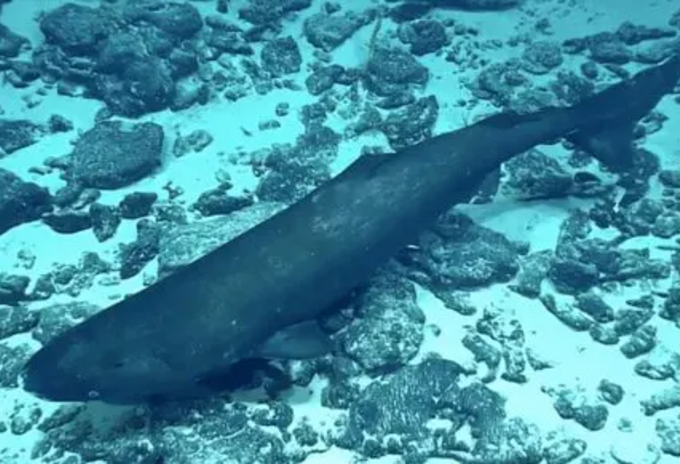 Tiburón dormilón del pacífico