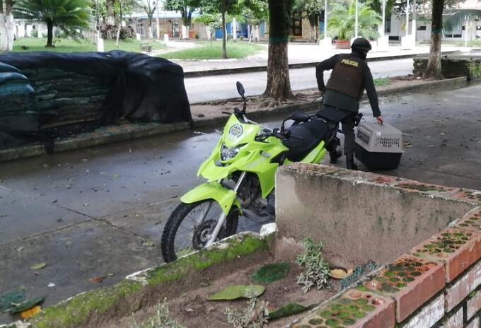 Tigrillo rescatado por la Policía en Saravena, Arauca.