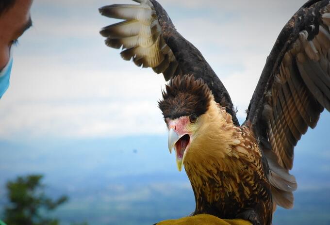 En Huila un ejemplar de Caracara Cheriway regresó a su hábitat natural