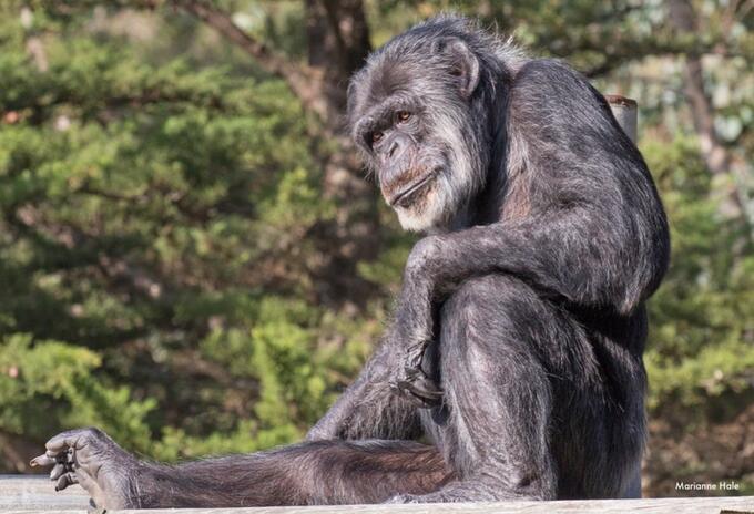 Cobby, el chimpancé más viejo
