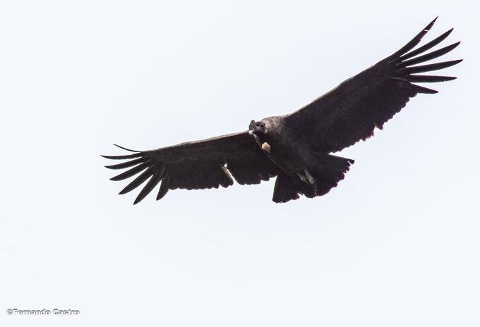 El cóndor de los Andes cumple importantes funciones en la naturaleza. Foto: cortesía Fernando Castro.