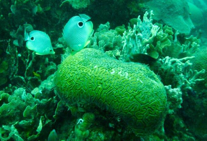 Corales en los mares de Colombia.