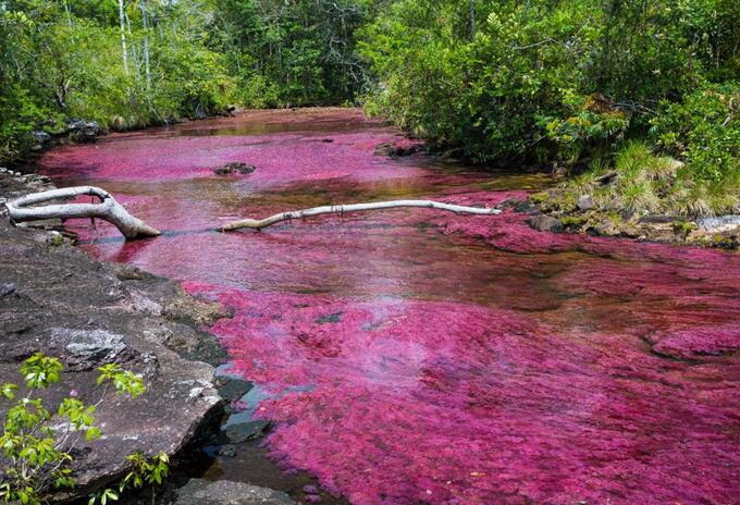 Caño Cristales