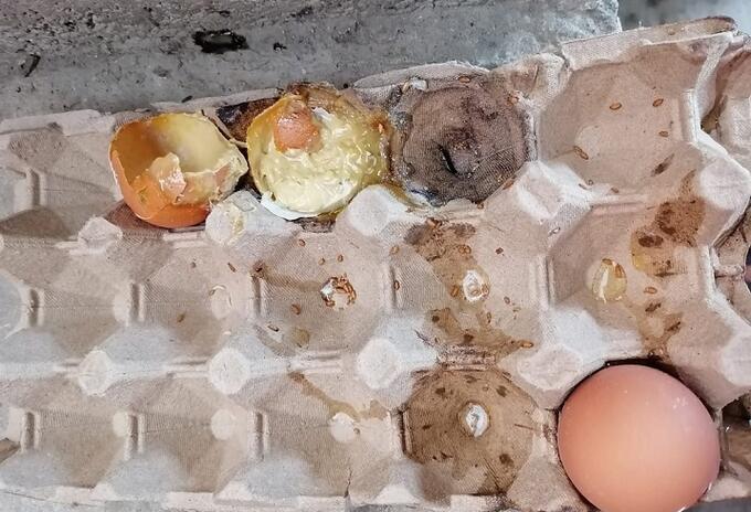 Huevos descompuestos.