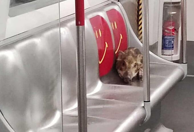Habalí en metro de Hong Kong