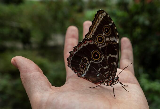 Mariposas en Colombia.