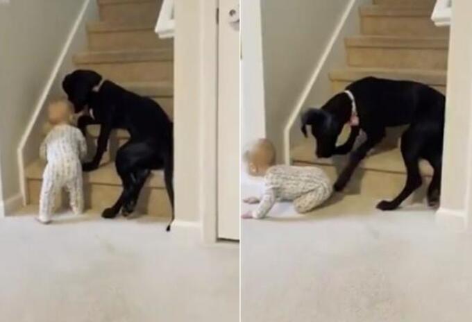 Perro impide paso a bebé en escaleras