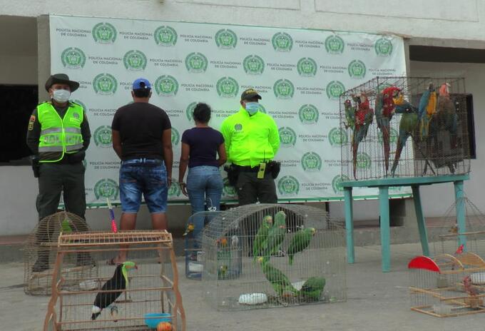 Fueron halladas en una finca en Maicao