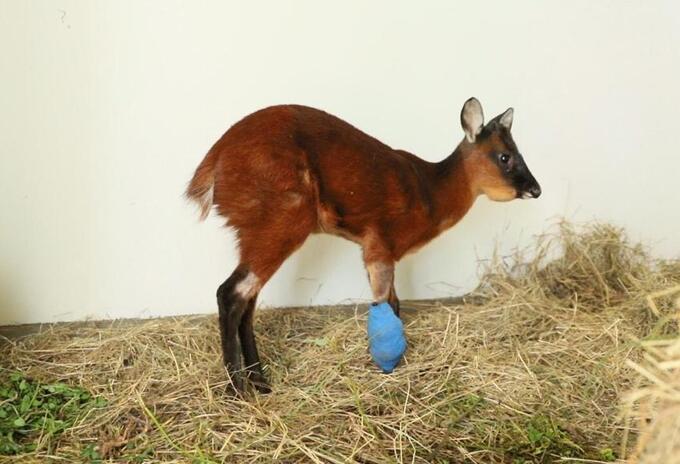 VENADO EN BOGOTÁ VENADO EN BOGOTÁ
