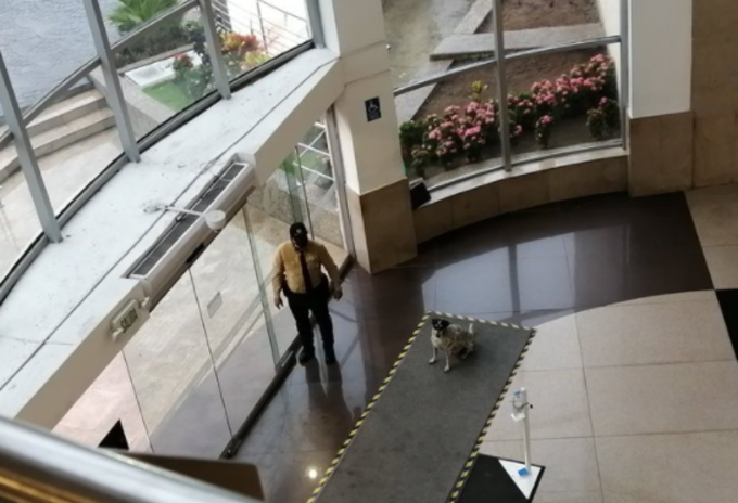 Vigilante se hace viral por rescatar a un perro durante lluvia.