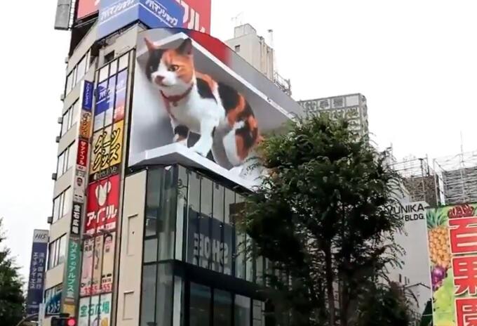 Gato 3d en Shinjuku