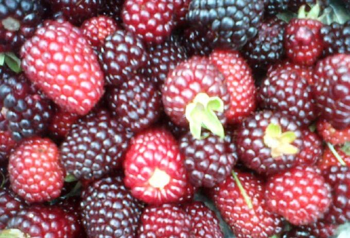 Mercados Campesinos