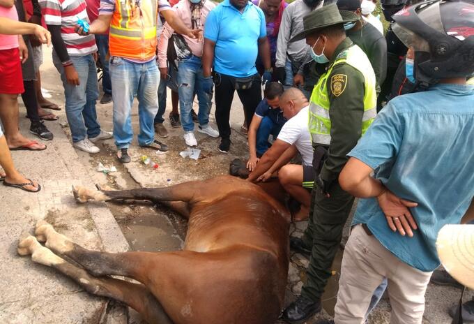 El animal colapso en la vía