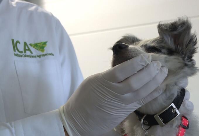 Perro - ICA - mascotas en aeropuerto