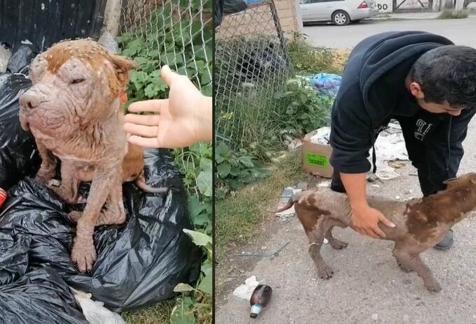 Perro rescatado