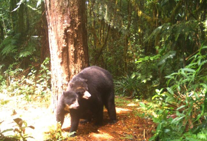 Osos Huila