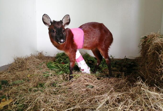Venado fallecido en Bogotá