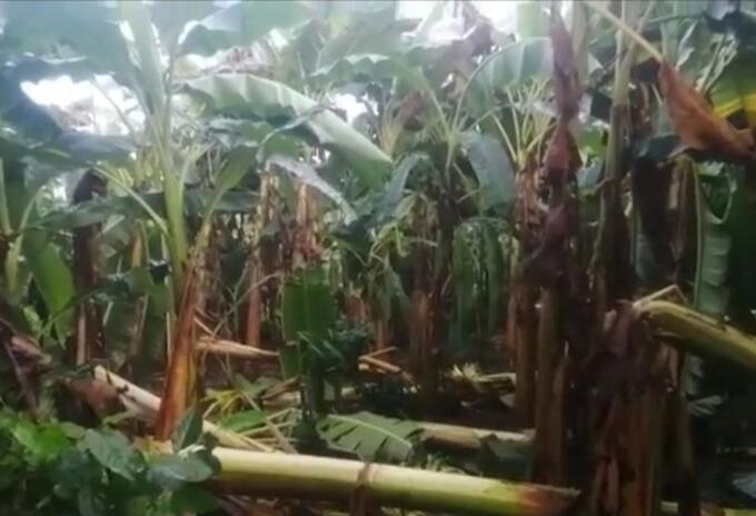 Las lluvias estuvieron acompañadas de fuertes vientos que derribaron árboles
