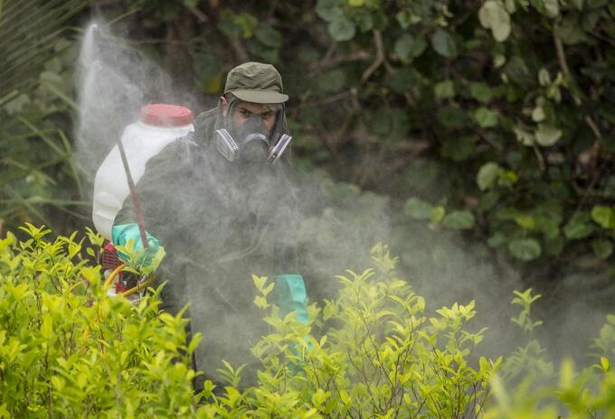 Policía Antinarcóticos - Lucha contra las drogas - Colombia - Tumaco - Cultivos ilícitos