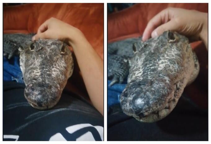 cocodrilo consentido