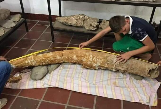 Colmillo de mastodonte en Santander