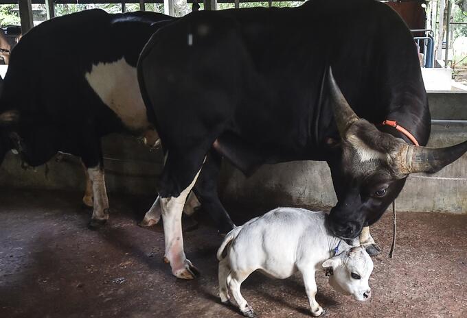 Rani, la vaca más pequeña del mundo