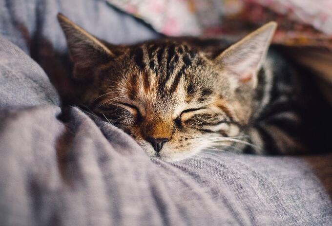 Gatos