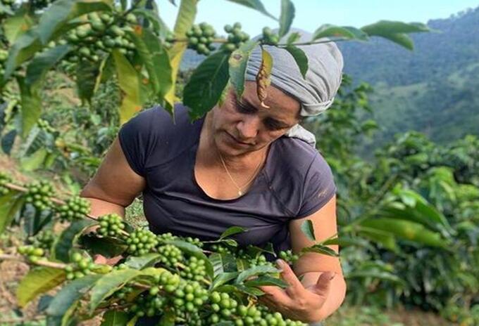 Mujer recogiendo granos de café mujer Recogiendo café